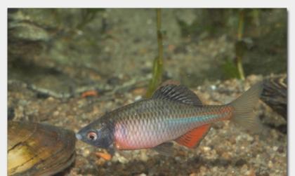 Biotopfische in großer Auswahl // Fa. Fördefisch