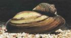 Teichmuscheln der biologische Filter // Fa. Fördefisch